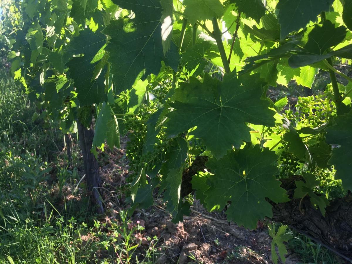 Poggio Alla Pietra 26 Porrona Dış mekan fotoğraf